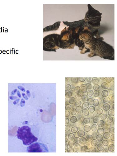 38 Protozoa Of Apicomplexa Toxoplasma Gondii Flashcards Quizlet