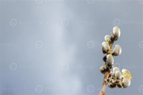 Pussy Willows And Grey Sky 22511749 Stock Photo At Vecteezy