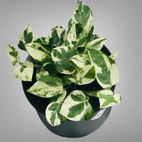 Glacier Pothos Ultimate Care And Growing Guide Plants Craze