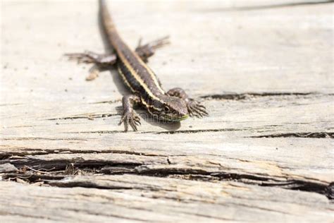 Small Lizard Outside Resting In Piece Of Wood Stock Image Image Of