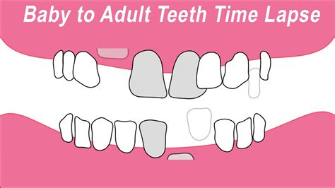 Baby Teeth To Adult Teeth Time Lapse Animation Youtube