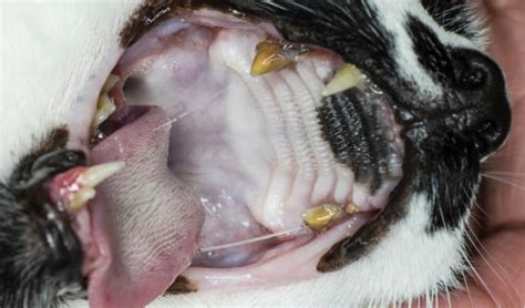 Cat Tooth Extraction Cost Canada Nia Trask