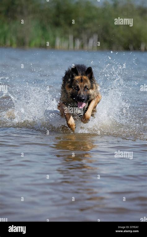 running German Shepherd Stock Photo - Alamy