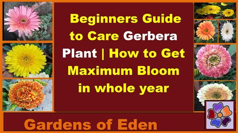 How To Grow And Care For Gerbera Daisy Plant Gerbera Propagation