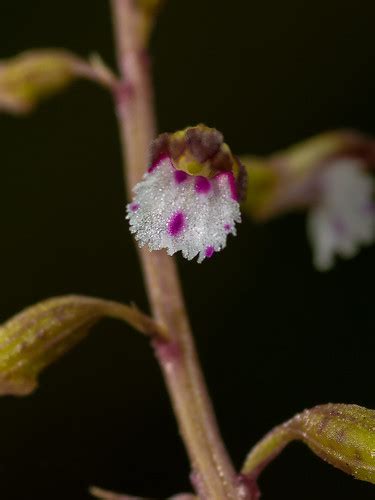 Corallorhiza Odontorhiza Autumn Coralroot Orchid Flickr