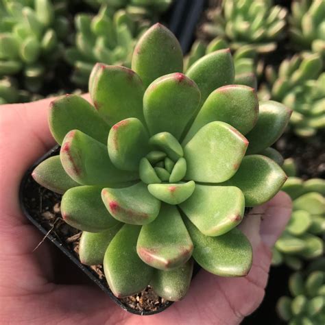 Graptoveria Bashful 2 Pot Little Prince To Go