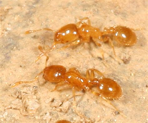 Tiny Yellow Ants Solenopsis Bugguidenet