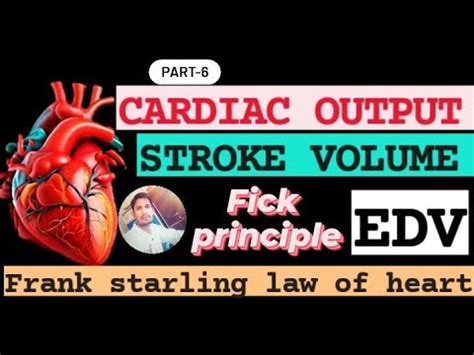 Cardiac Output Stroke Volume Human Physiology Edv Frank Starling