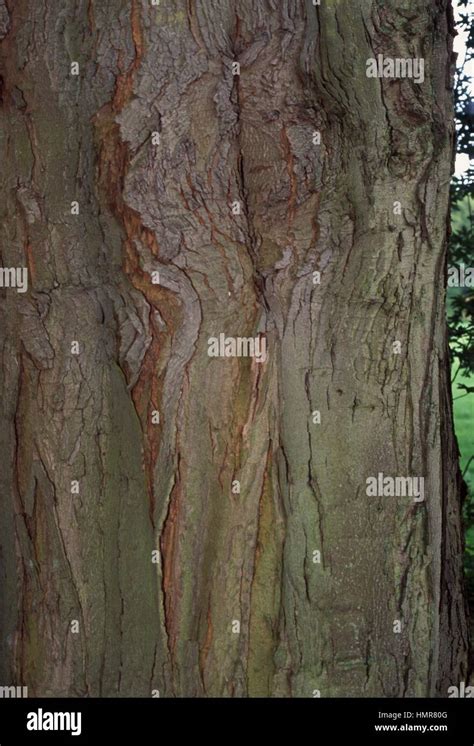 Silver Maple Bark Acer Saccharinum Aceraceae Sapindaceae Stock Photo