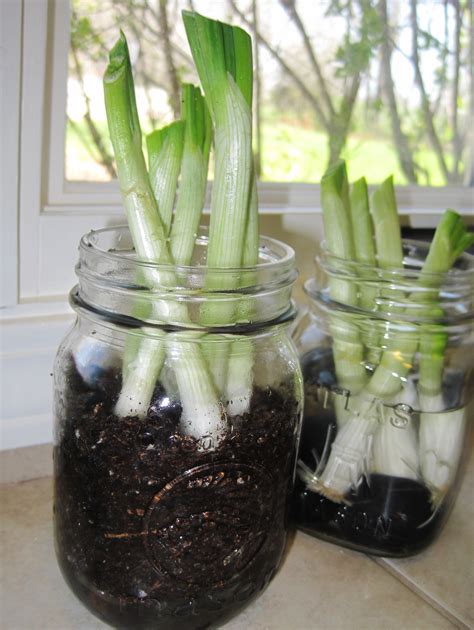 Grow, Grow, Gadget Green Onions - Loving Here