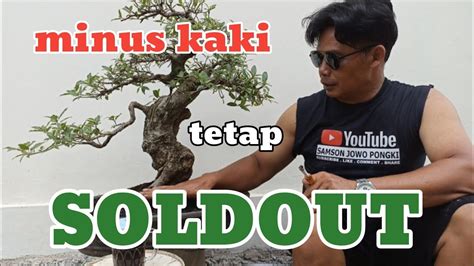 Bonsai Loa Minus Kaki Soldout Jt Bonsai Bonsaipemula Bonsailoa