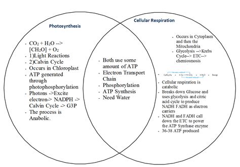 Photosynthesis And Respiration Difference