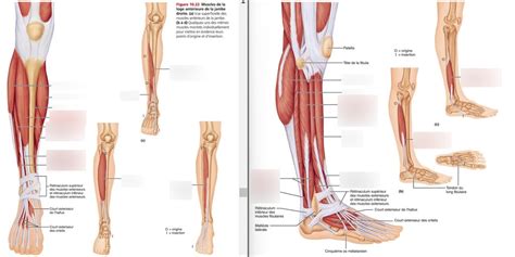 Anatomie Muscle De La Jambe Vues Ant Rieure Et Lat Rale Diagram