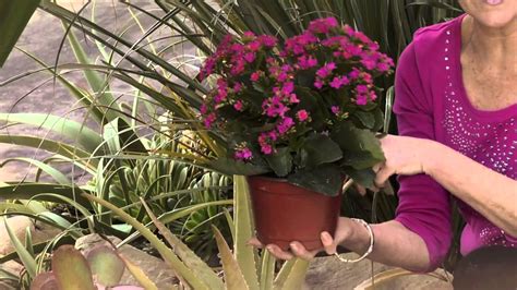 Gardening Care For Kalanchoe Gardening Advice Youtube