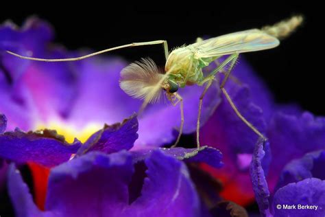 Blue Butterfly Bush | Nature's Place