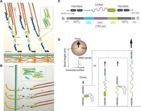 Direct Single Molecule Quantification Reveals Unexpectedly High