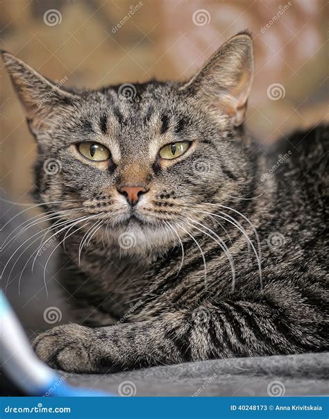 Gato De Shorthair Do Europeu Do Gato Malhado De Brown Imagem De Stock