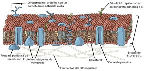 Qu Son Las Prote Nas Integrales Deproteinas