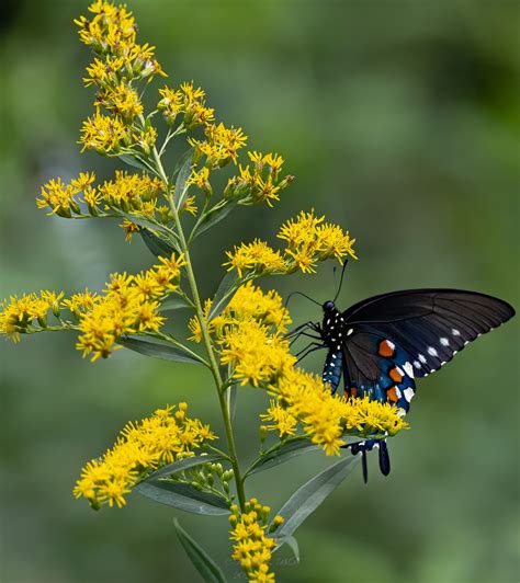 The Golden Truth: Why You Shouldn’t Blame Goldenrod for Allergies and