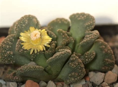 Titanopsis Calcarea Weird Concrete Leaf Succulent Care Succulent Thrive