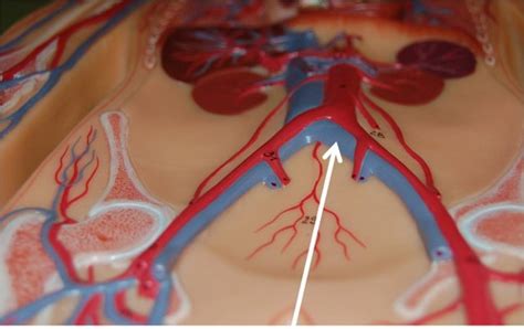 Lab Circulatory System Veins Flashcards Quizlet