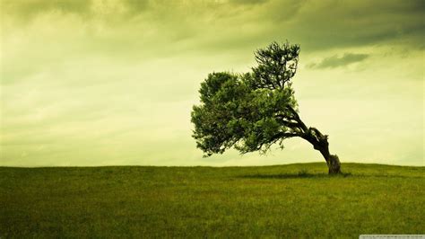 Tree Wallpapers - Top Free Tree Backgrounds - WallpaperAccess