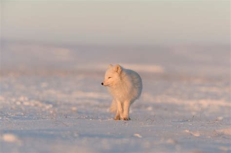 Raposa do ártico vulpes lagopus na tundra wilde ao pôr do sol hora