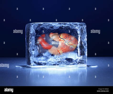 A Model Of The Human Heart Frozen In A Clear Block Of Ice Stock Photo