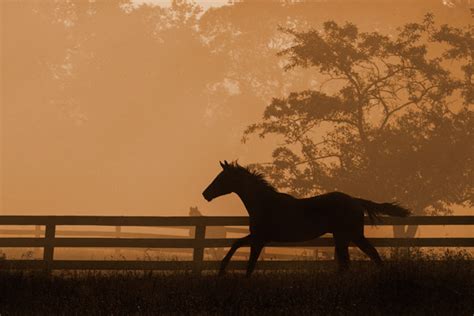 Robert Dawson Heading For The Sun Horse Print Canvas Options