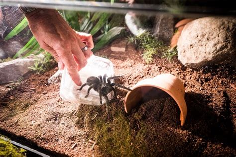 Museum Welcomes Two New Tarantulas Canterbury Museum