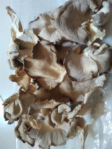 Maharashtra Dry Oyster Mushroom Packaging Type PP Bag Packaging Size