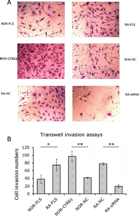 Figure From Role Of Cysteine Rich Angiogenic Inducer In Fibroblast