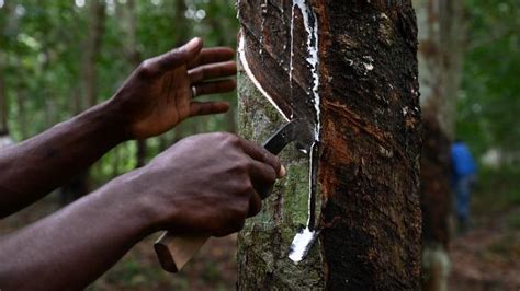 Caoutchouc la Côte d Ivoire 1er producteur africain désormais 4e mondial