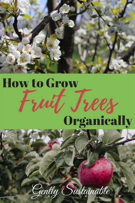 How To Grow Fruit Trees Organically Organic Vegetables Growing Vegetables Organic Fruit Trees