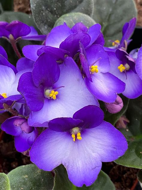 African Violets - Weston Nurseries