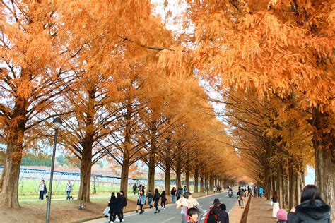 メタセコイア並木の紅葉がピークに。「メタセコイア紅葉まつり」開催！ チェキポス