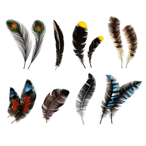 Realistic Feather Vector Hd Images Realistic Bird Feathers Feather