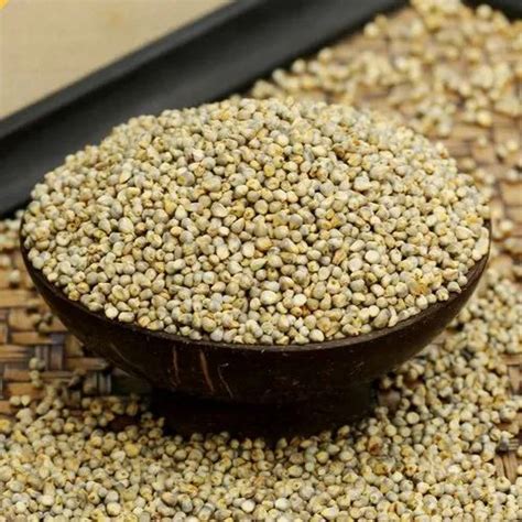 Pusa 444 Brown Indian Pearl Millet Bajra Pennisetum Glaucum Gluten