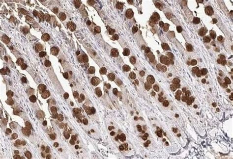 MUC2 Antibody NBP1 31231 By Novus Part Of Bio Techne