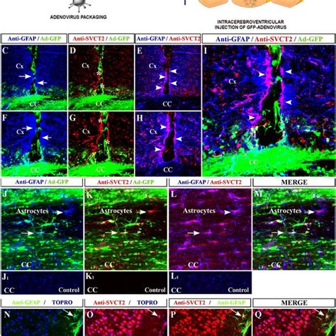 Cortical Astrocytes Maintained In Culture For Long Periods Express