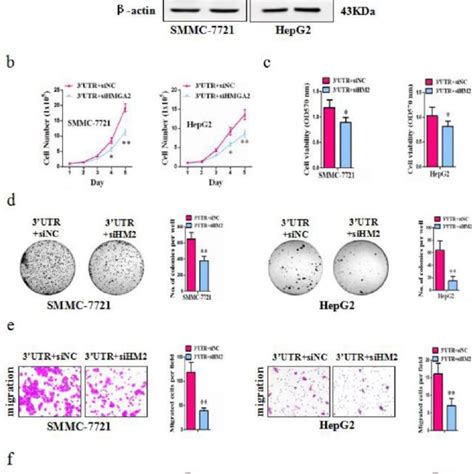 Knockdown Of Hmga2 Repressed Malignant Potential Of Xiap Download