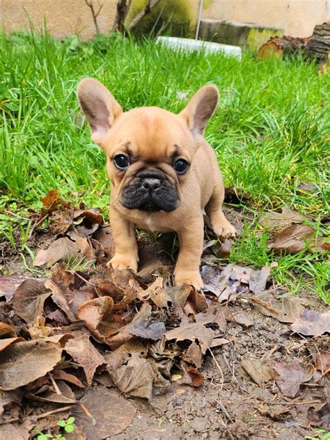 Chien Elevage De La Gazo Eleveur De Chiens Bouledogue Français