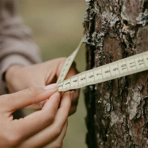 Inventário Florestal Emergia Sustentável