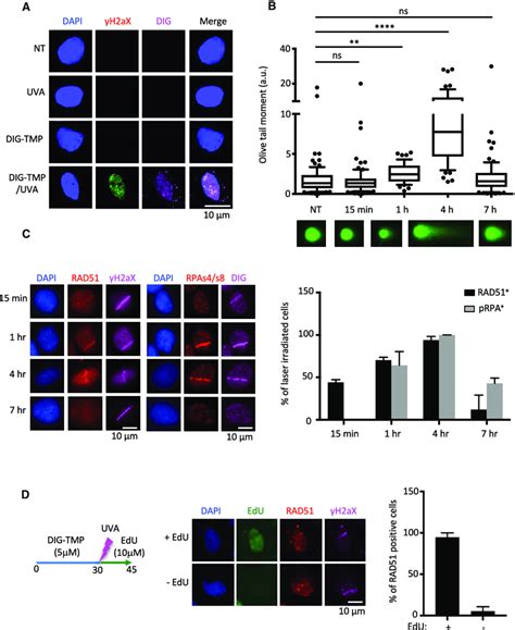 Rad Recruitment During Icl Replication Precedes Dsb Formation A