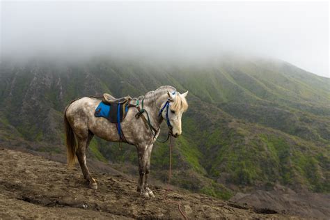 Nature Mountains Landscape Horse Animals Wallpapers Hd Desktop