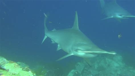 Hammerhead Sharks At Kicker Rock Galapagos On Vimeo