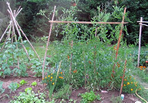 How To Grow A Survival Garden Survival Gardening Garden Images Survival