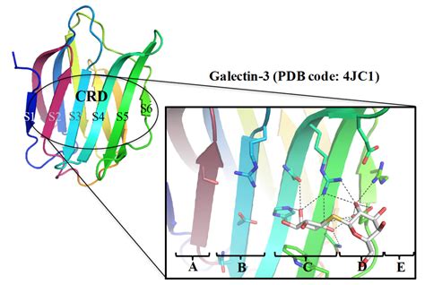 Dissecting The Structureactivity Relationship Of Galectinligand