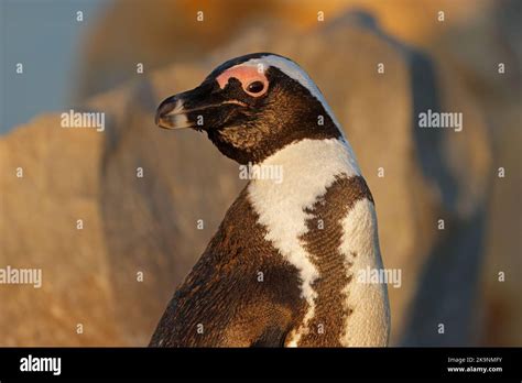 Portrait Of An Endangered African Penguin Spheniscus Demersus South