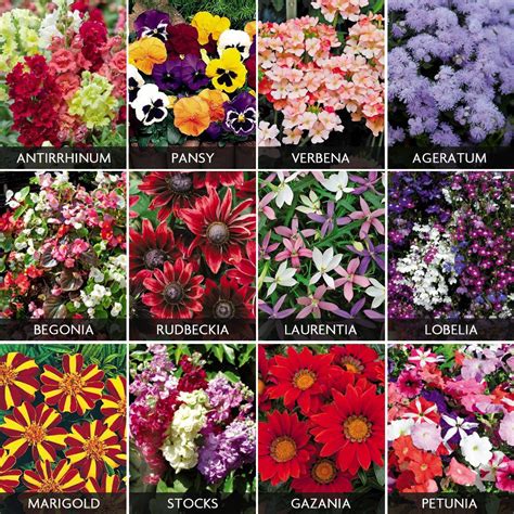 Summer Bedding Plants Pack - Annual Bedding Plants - Van Meuwen ...